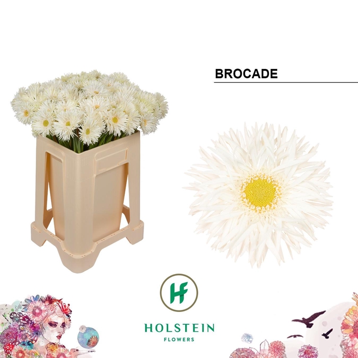 <h4>GE MS GERSP BROCADE</h4>