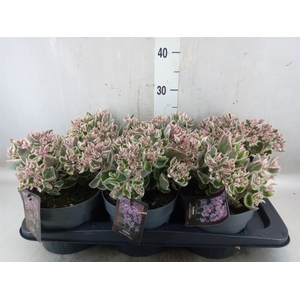 Sedum   ...