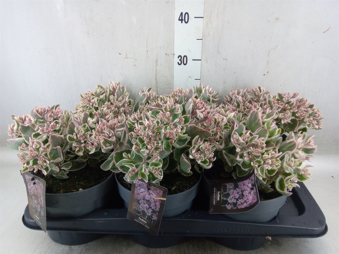 <h4>Sedum   ...</h4>