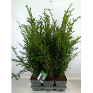 Taxus baccata