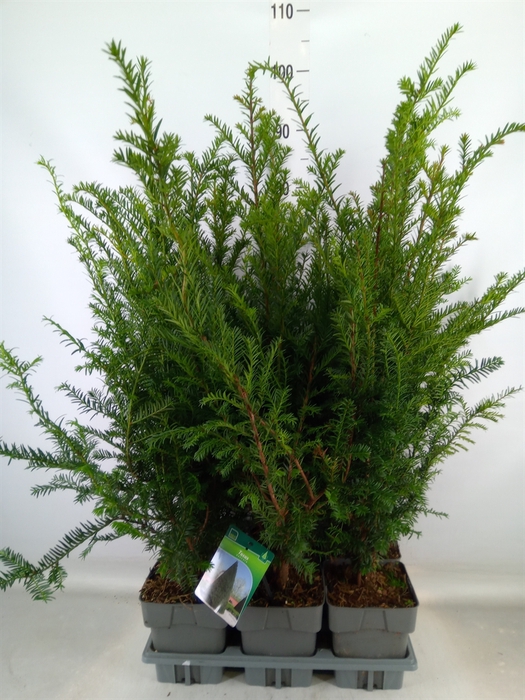 <h4>Taxus baccata</h4>