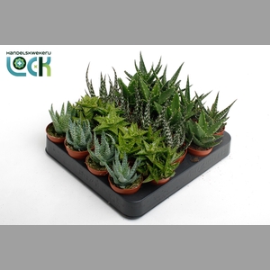 ALOE GEM