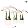 Kolibri Orchids Phalaenopsis white 2 spike in Scandic pot white