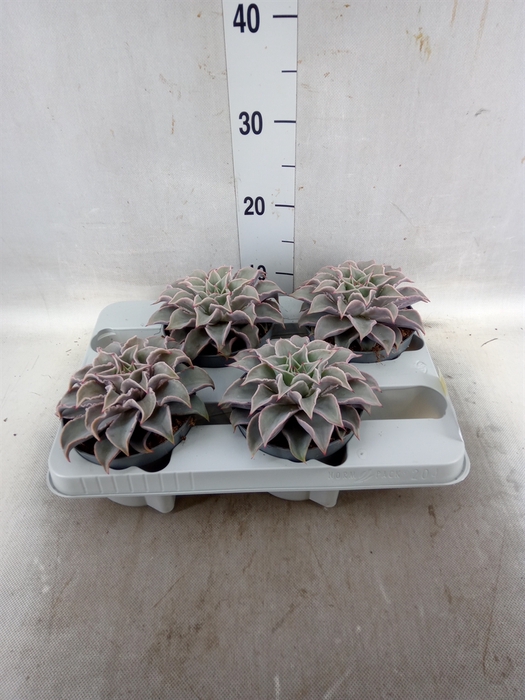 <h4>Echeveria   ...</h4>