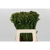 Kaaps Groen Albigreen