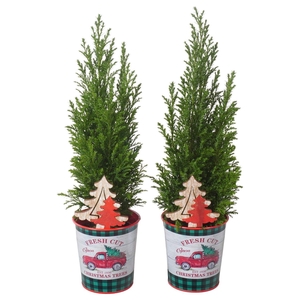 PTK25179 Ellwoodii in zink met decoratie