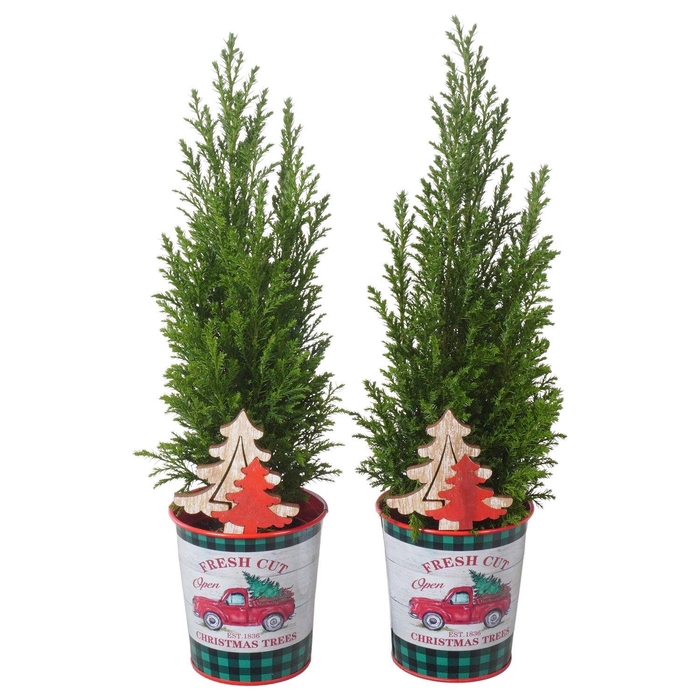 <h4>PTK25179 Ellwoodii in zink met decoratie</h4>