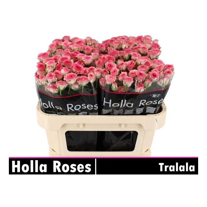 <h4>R TR TRALALA</h4>