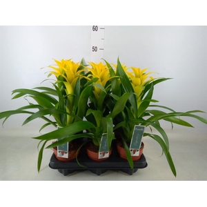 Guzmania  'Desire'