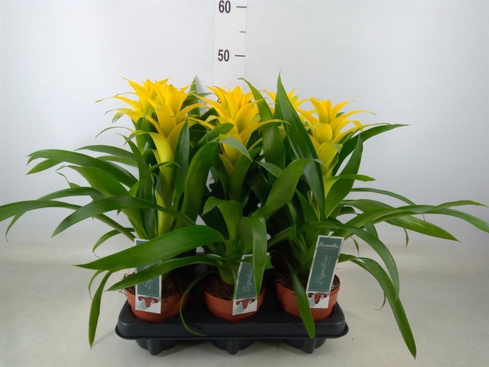 <h4>Guzmania  'Desire'</h4>