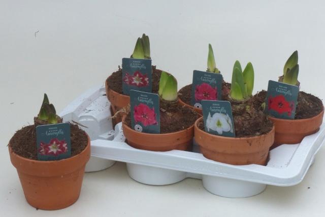 <h4>HIPP GEM 4 SRT</h4>