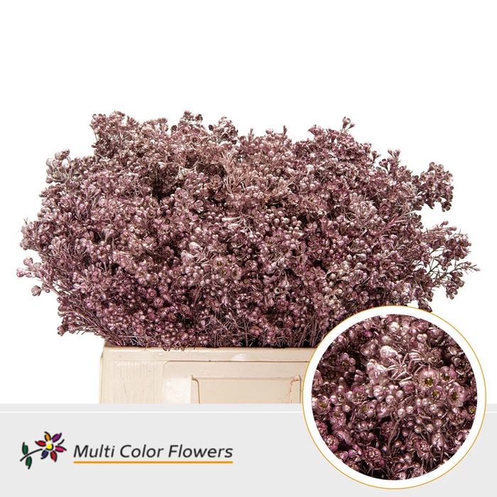 <h4>Wax Champagne</h4>