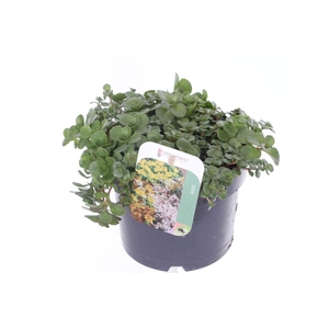 Sedum spurium Coccineum