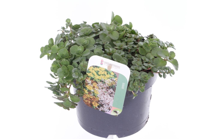 <h4>Sedum spurium Coccineum</h4>