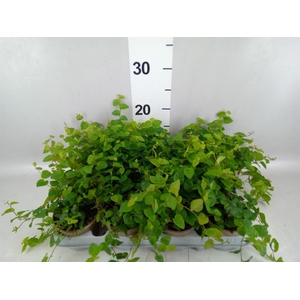 Ficus pumila 'Sunny Green'