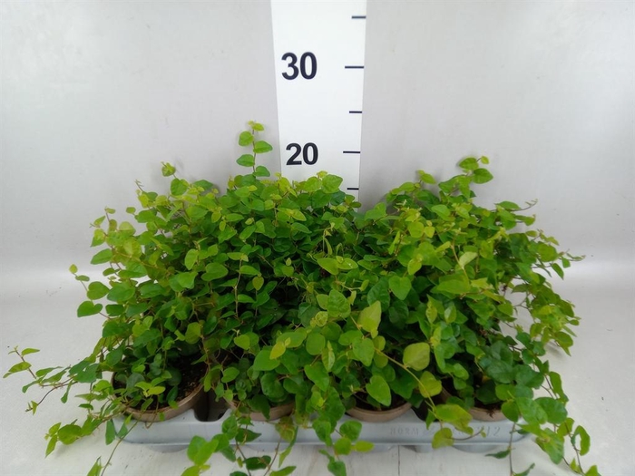 <h4>Ficus pumila 'Sunny Green'</h4>