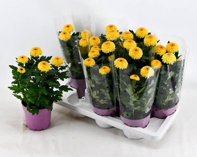 <h4>CHRYS FP ABBEY YELLO</h4>
