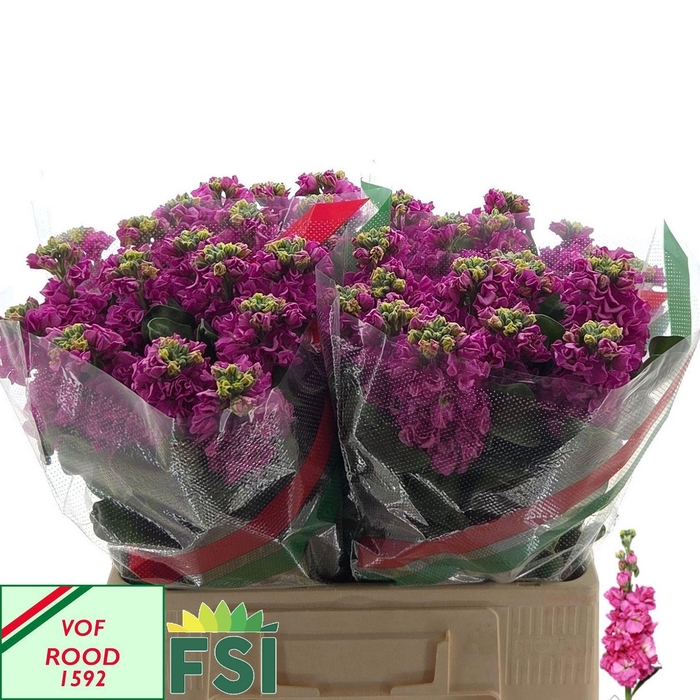 <h4>MATTH IRON DEEP PINK</h4>