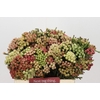 Kaaps Groen Red Brunia Small