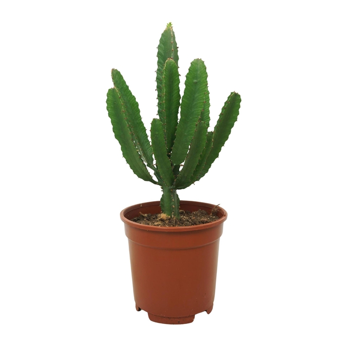 <h4>Euphorbia   ...</h4>