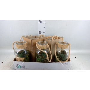 Arr.   Kamerplant Groen L%