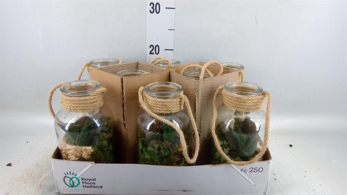 <h4>Arr.   Kamerplant Groen L%</h4>