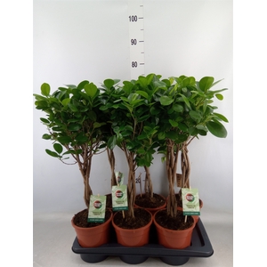 Ficus microcarpa 'Moclame'