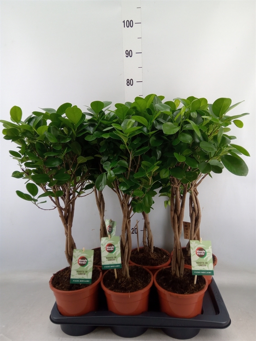 <h4>Ficus microcarpa 'Moclame'</h4>