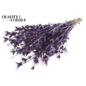 Nigella Oriëntalis per bunch Purple