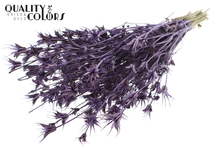 <h4>Nigella Oriëntalis per bunch Purple</h4>