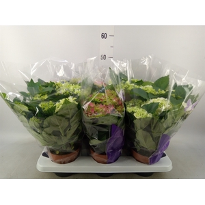 Hydrangea mac.   ...mix