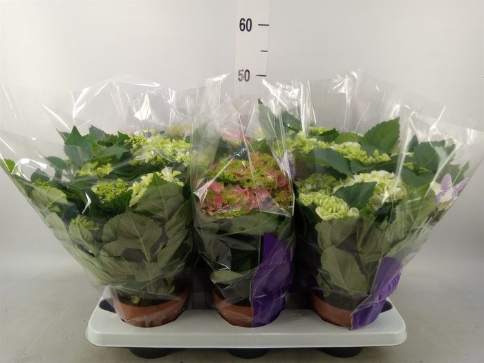 <h4>Hydrangea mac.   ...mix</h4>