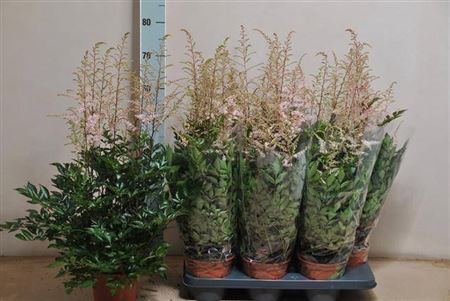 <h4>Astilbe Ov Pink</h4>