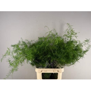 Asparagus Dens Sprengeri