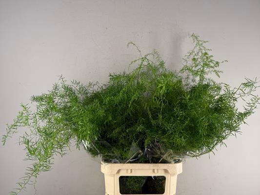 <h4>Asparagus Dens Sprengeri</h4>