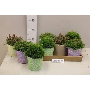 Rhipsalis burchellii mixed (Cites) 12Ø 20cm