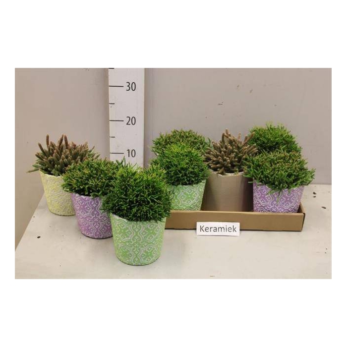 <h4>Rhipsalis burchellii mixed (Cites) 12Ø 20cm</h4>