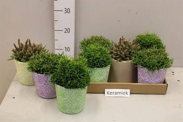 Rhipsalis burchellii mixed (Cites) 12Ø 20cm