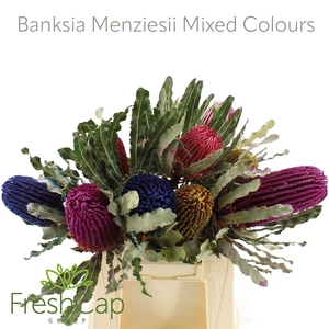 Banksia Menziesii Mixed Colours