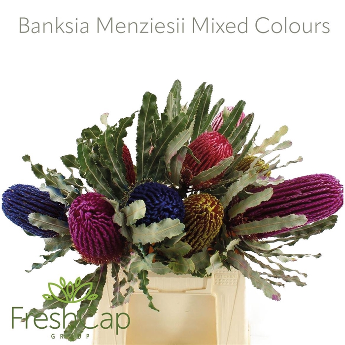 Banksia Menziesii Mixed Colours