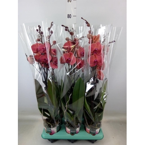 Phalaenopsis   ...