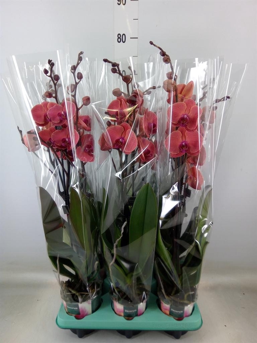 <h4>Phalaenopsis ...</h4>