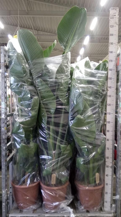 <h4>Strelitzia nicolai</h4>