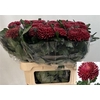 Chr G Bigoudi Red