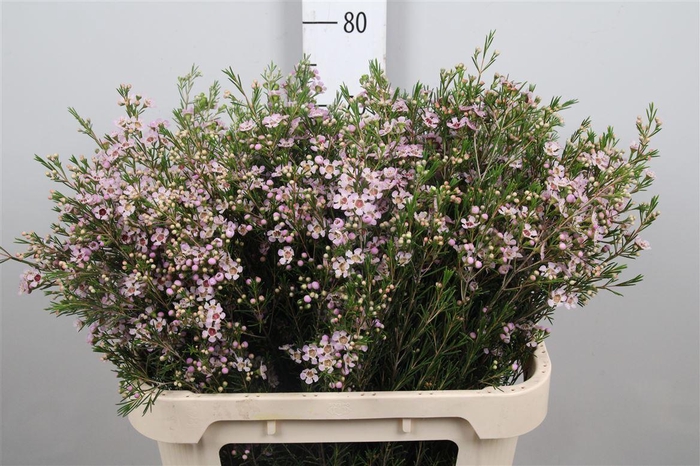 <h4>Chame Un Early Nir</h4>