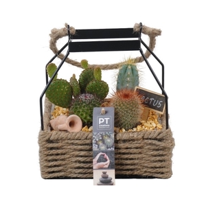 PTCT3872 Arrangement Cactus in touwmand met metaal