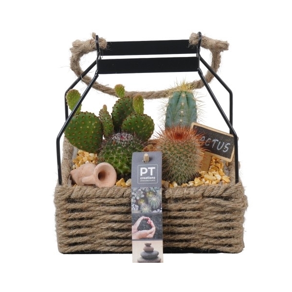 <h4>PTCT3872 Arrangement Cactus in touwmand met metaal</h4>