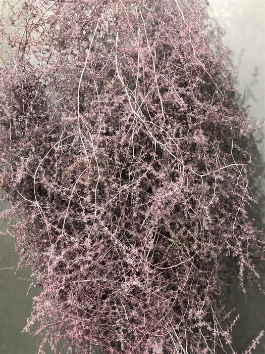 <h4>Asp Klb Old Pink</h4>