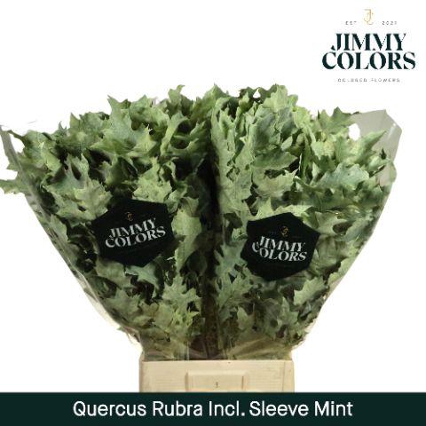 <h4>Quercus Rubra sleeve L80 Mint</h4>