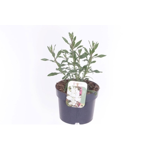 Gaura lind. Geyser White